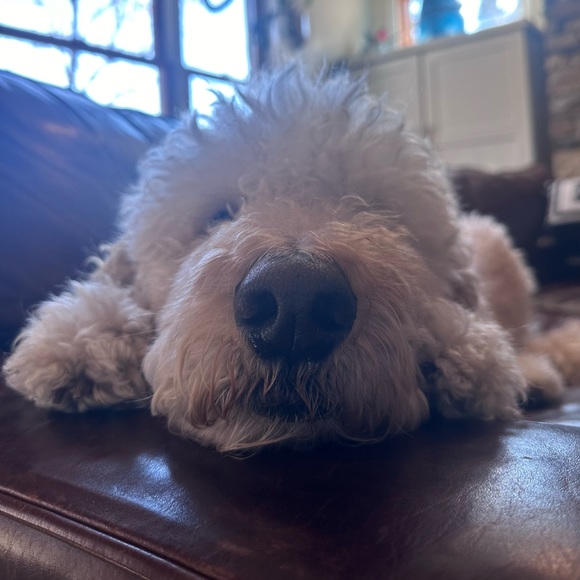 Meet your mother-daughter Poshers, Samantha & Kyla - Picture 4 of 4